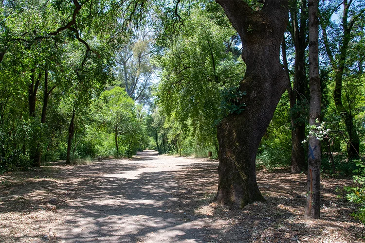Η βελανιδιά του Χατζόπουλου στο Πάρκο Αγρινίου